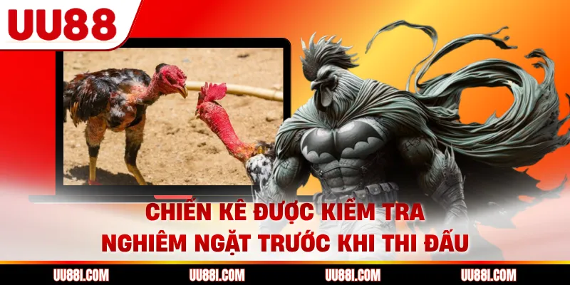 Chiến kê được kiểm tra nghiêm ngặt trước khi thi đấu